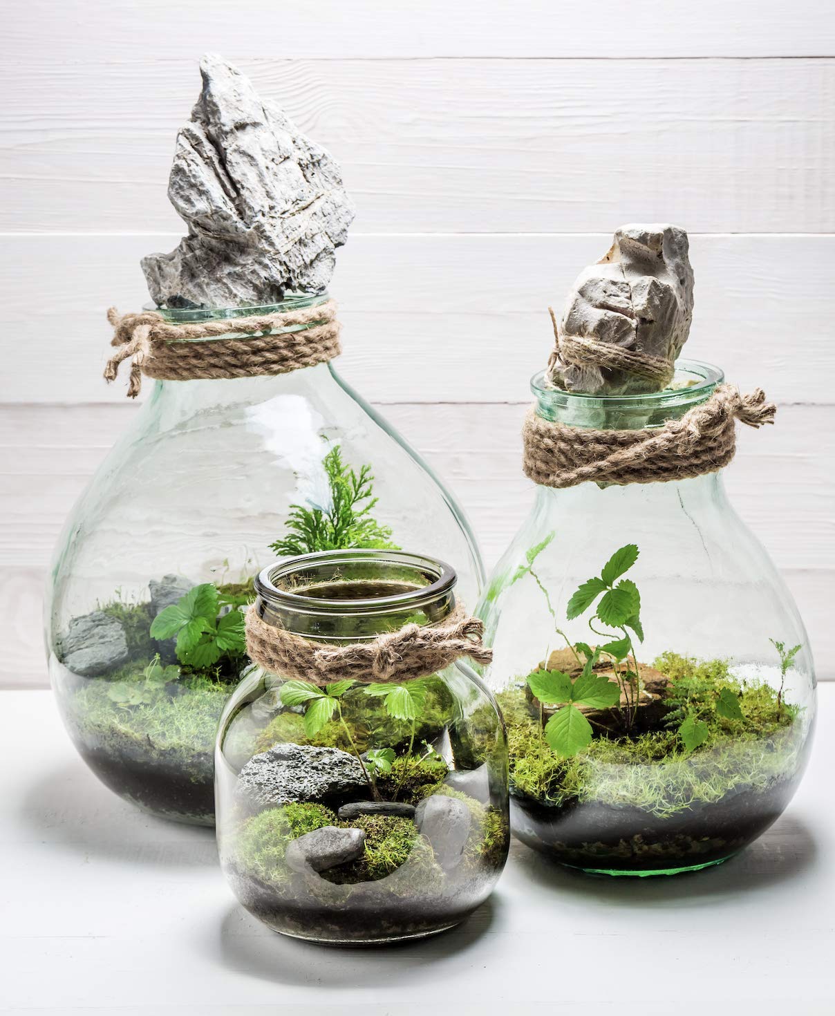 or-brun-terreau-terrarium-4-l-fin-et-r-tenteur-d-eau-pour-plantes-de-terrarium image 3