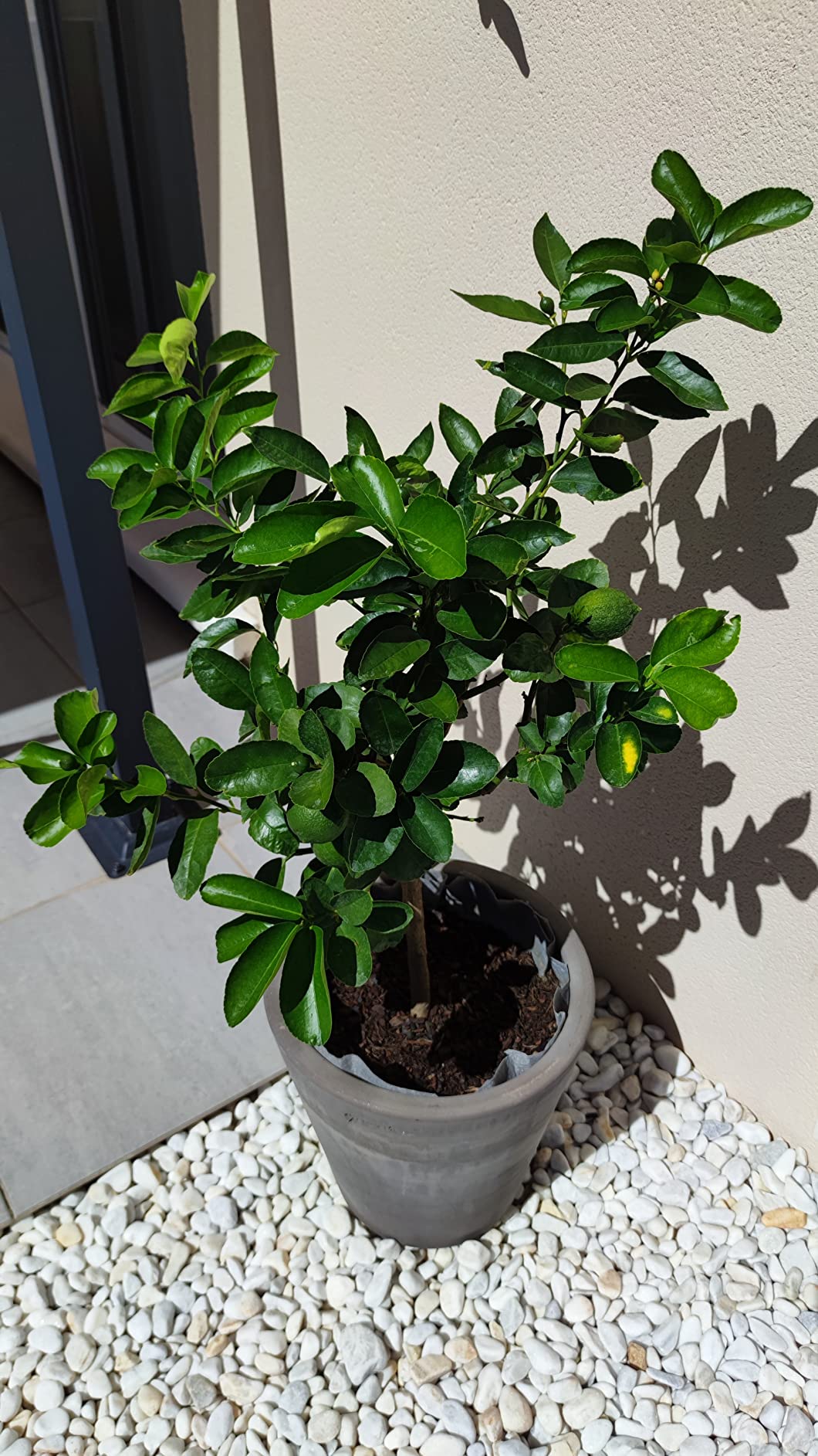 Citronnier reparti