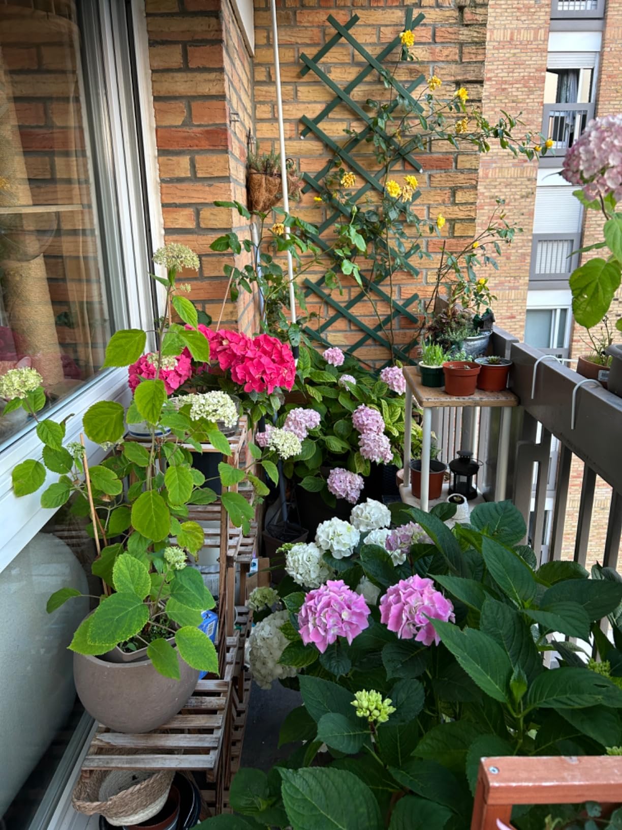 Idéal plantes de bruyère