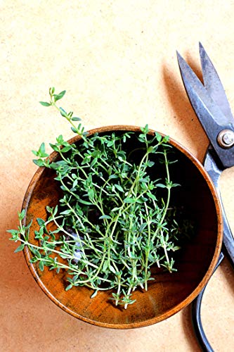 orbio-terreau-plantes-aromatiques-obitcaro3-3-l image 8