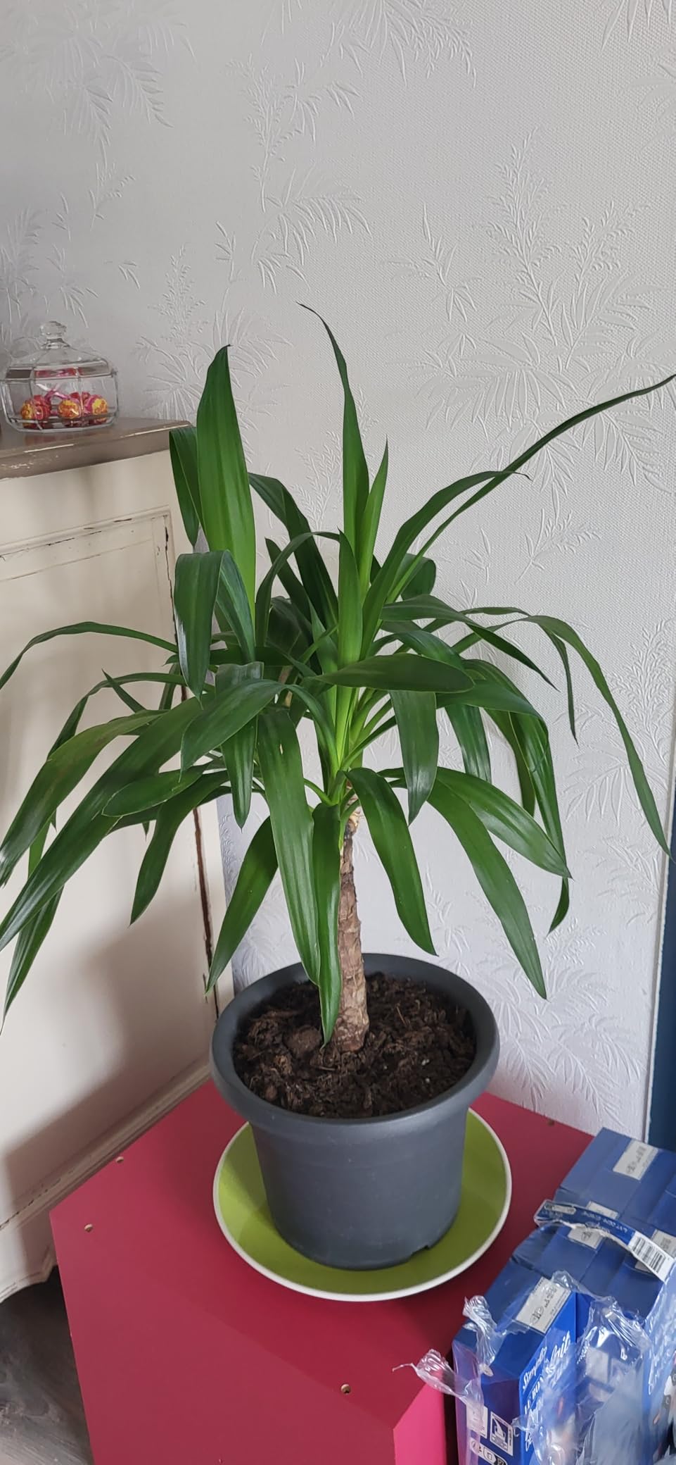 Mes plantes revivent
