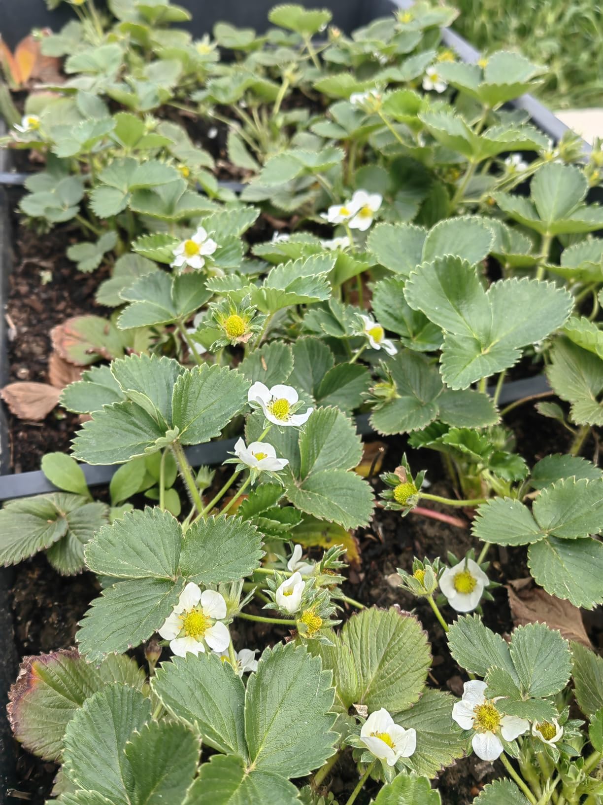 Bon coup de fouet pour fleurs