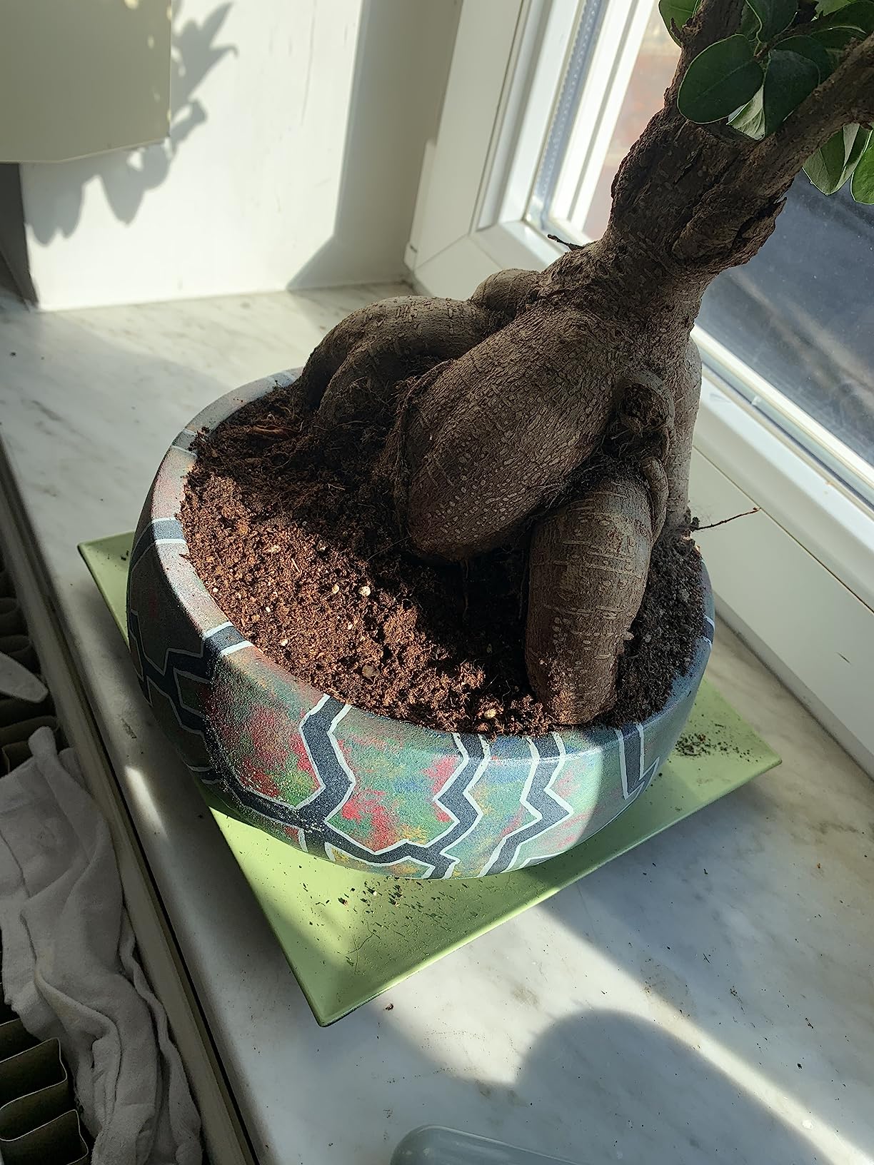 Parfaite pour mon ficus bonsaï