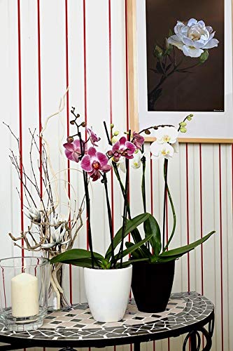 or-brun-p-re-fran-ois-terreau-orchid-es-4-l image 6