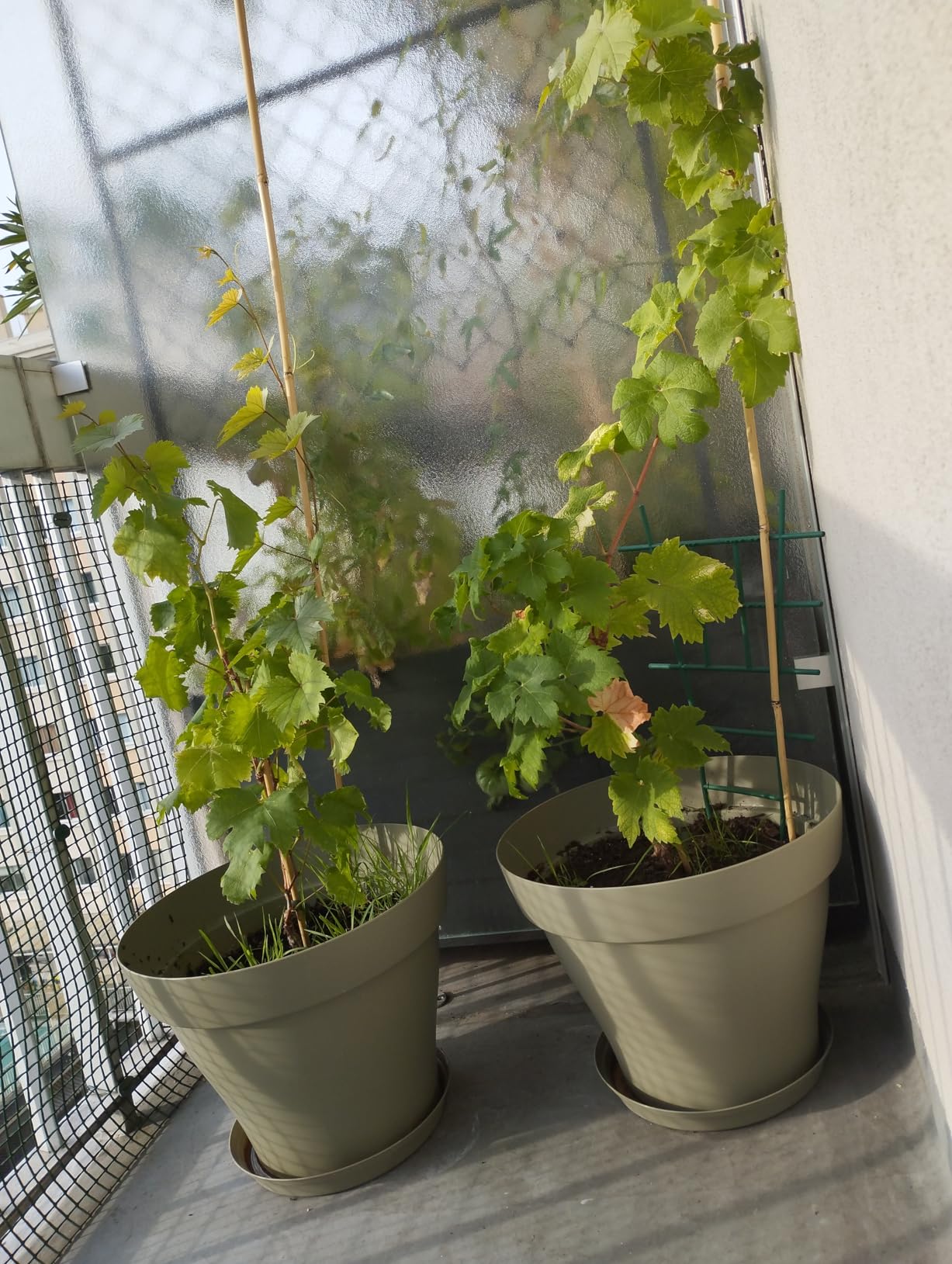 Mes hortensias adorent