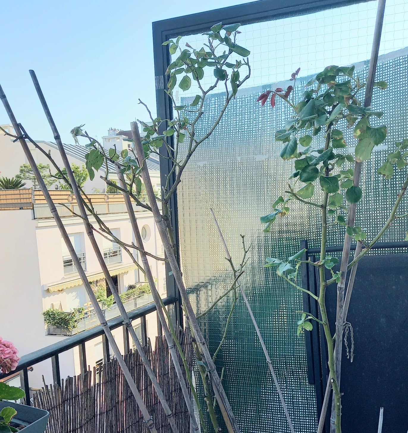 Potager boosté au naturel