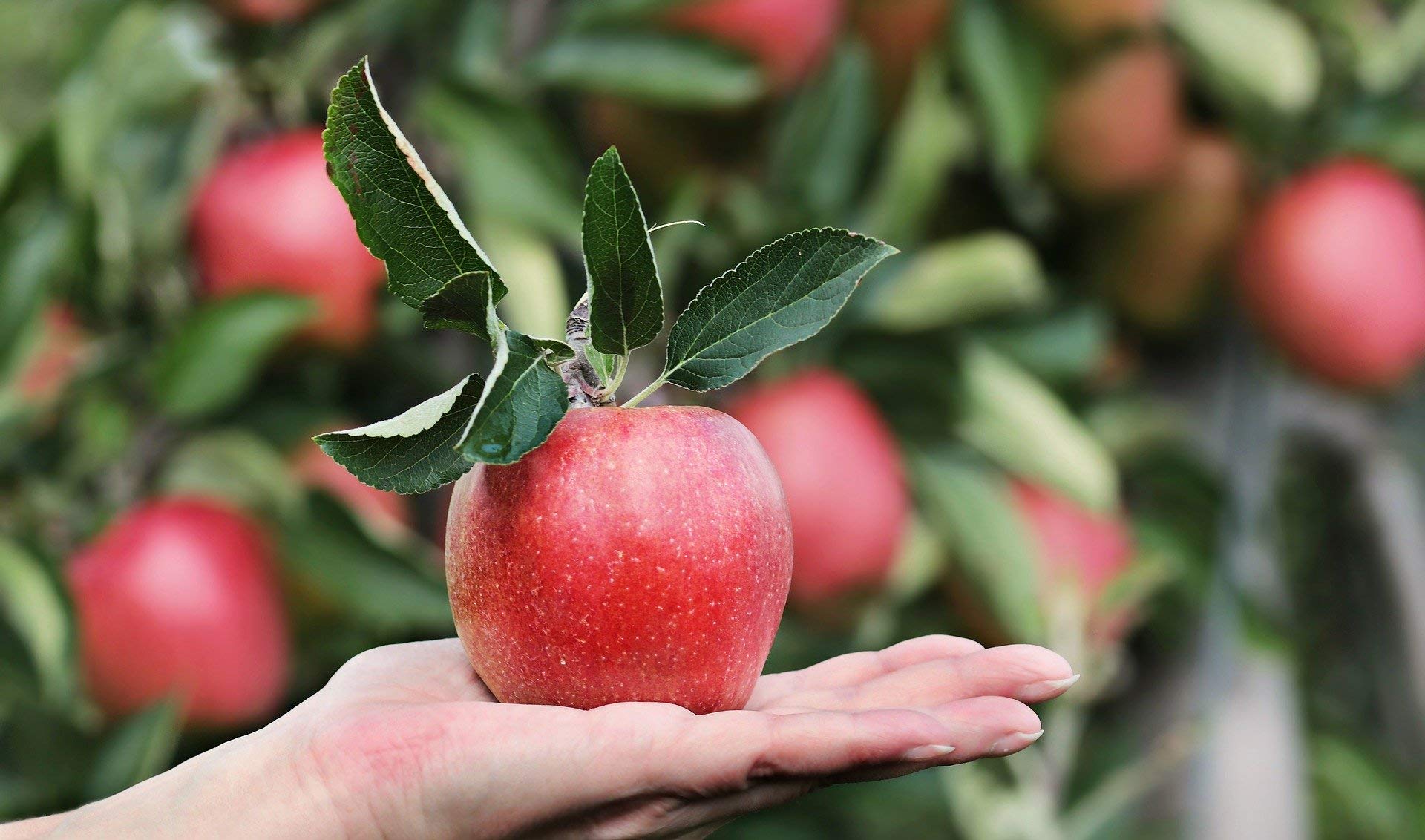 or-brun-engrais-arbres-fruitiers-granul-s-uab-1-5-kg image 3