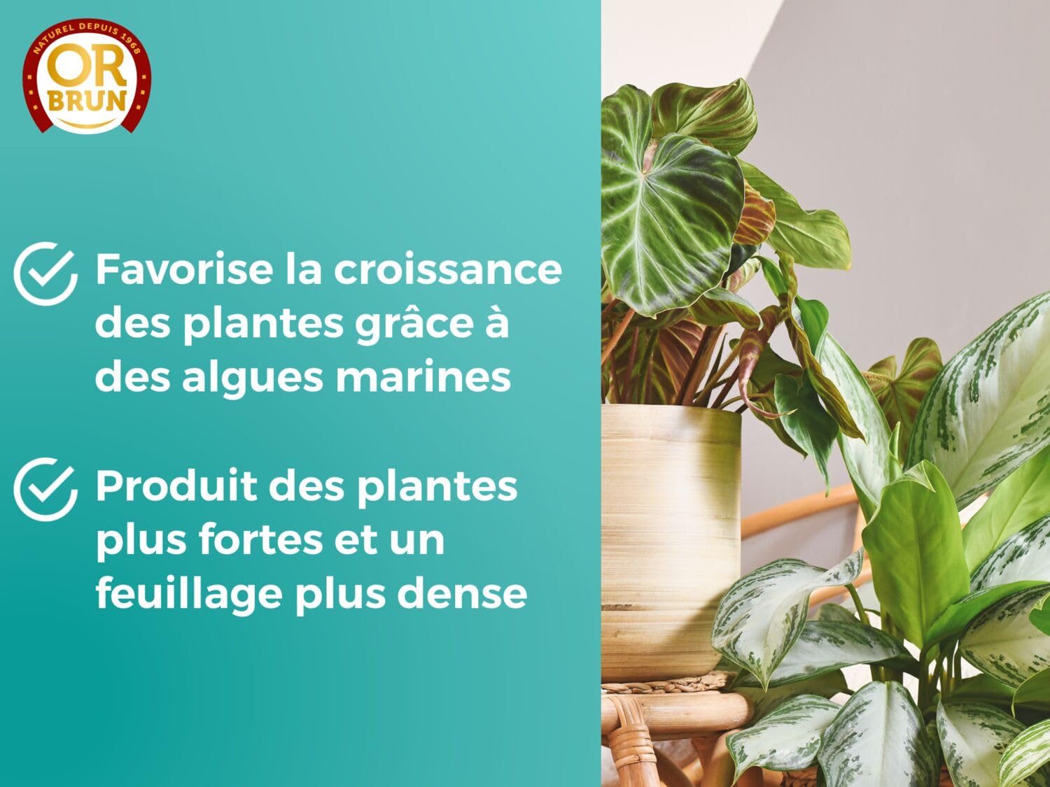 or-brun-engrais-plantes-vertes-liquide-250ml image 4