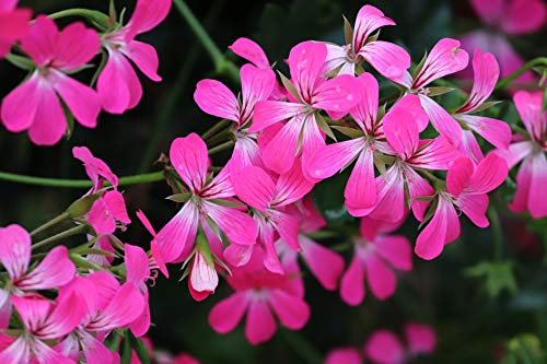 or-brun-engrais-granul-s-g-raniums-650-g-floraison-or-activ image 8
