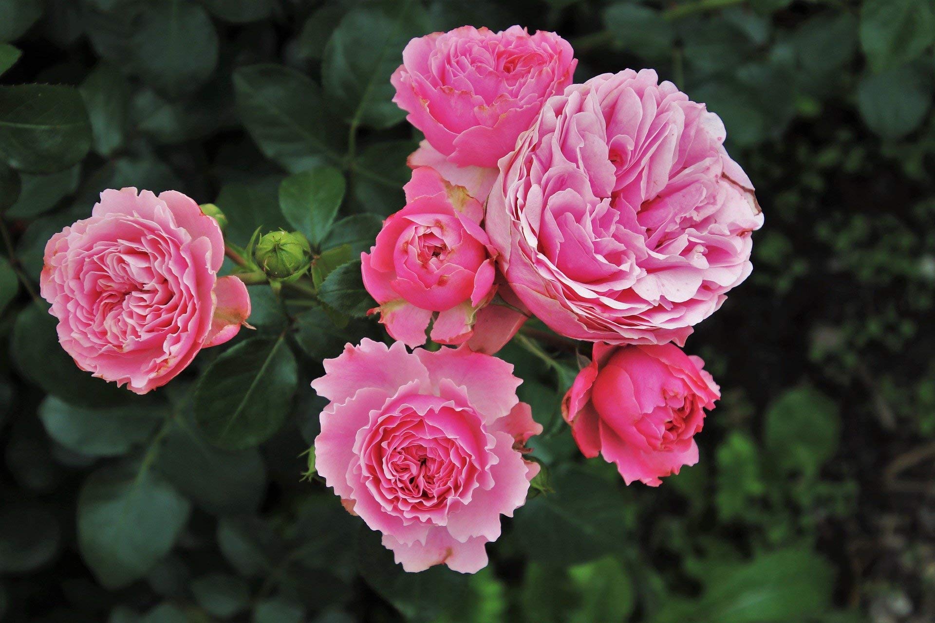 or-brun-engrais-rosier-uab-650-g-action-6-mois image 3